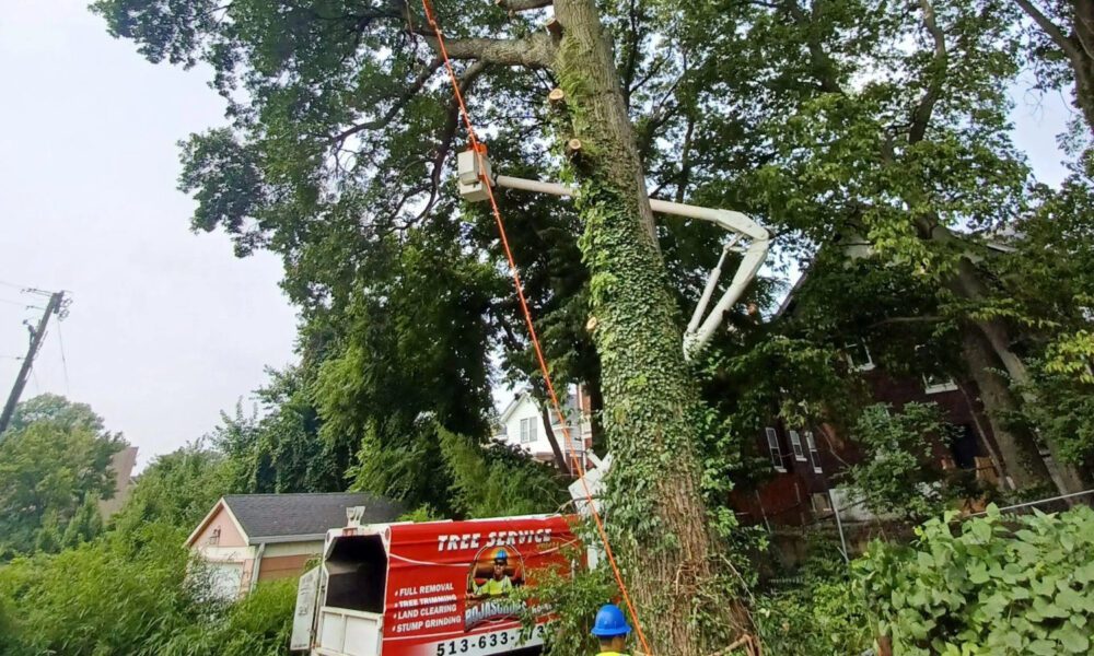 Rojas Chops Tree Service LLC