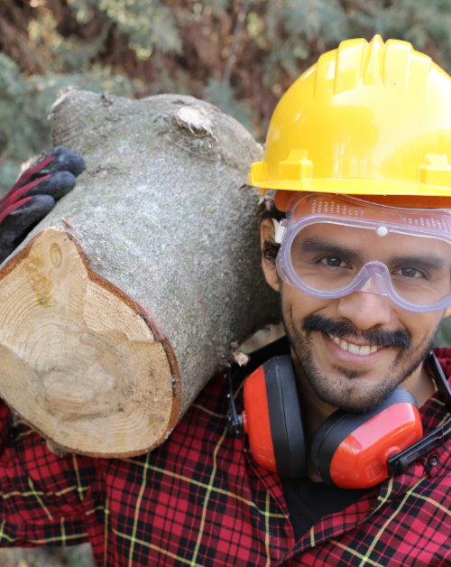 Tips to Hire a Arborist in Cincinnati