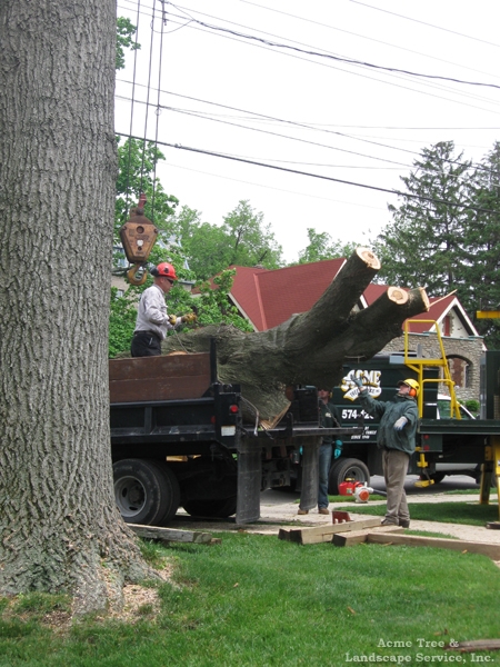 Acme Tree Services & Landscaping