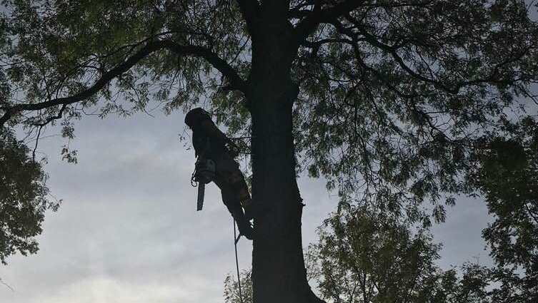 Adam’s Tree Service