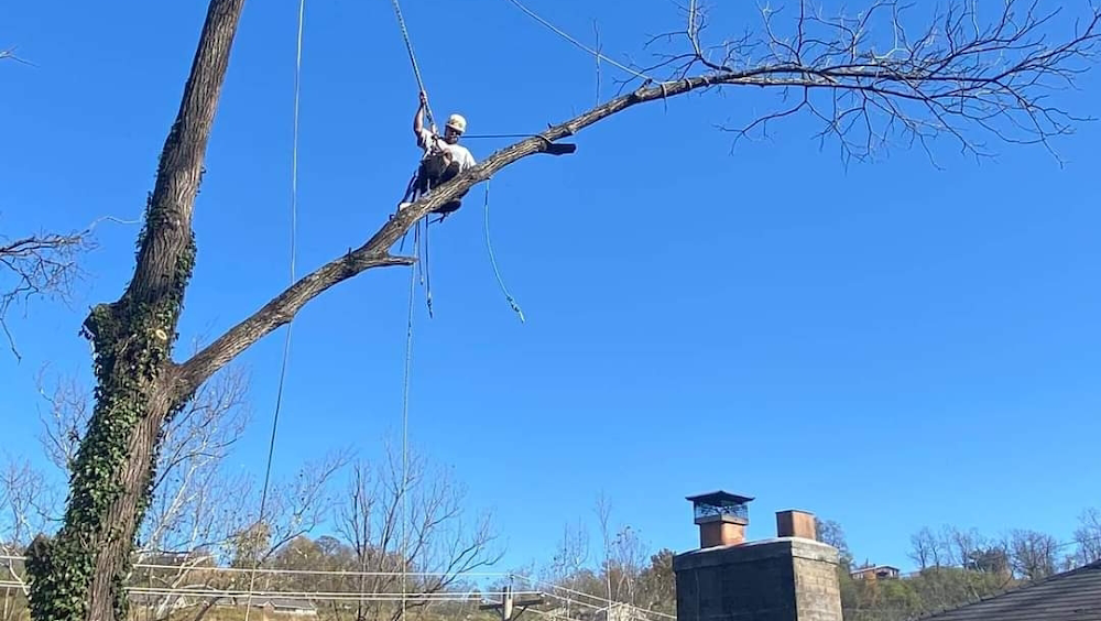 Arbor Barber Tree Service LLC