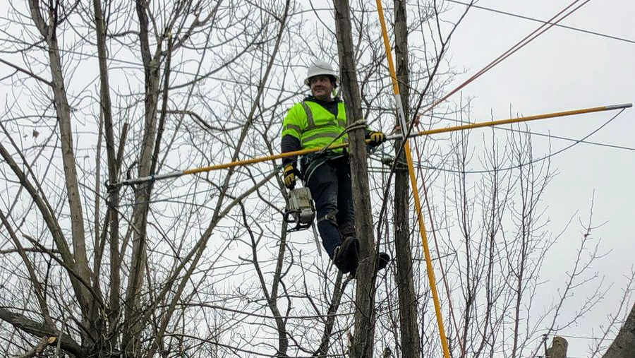 Ash Tree Service Pro