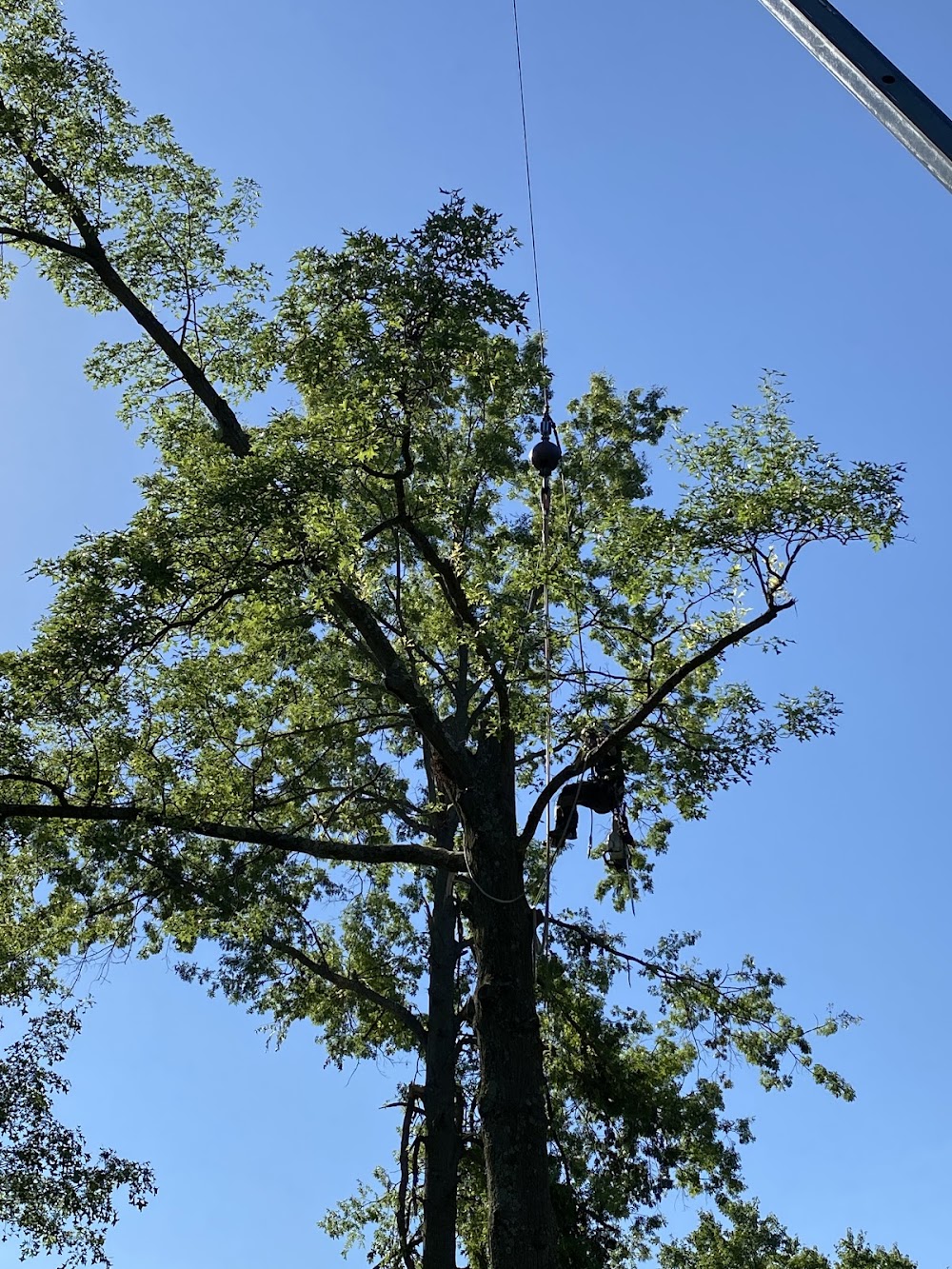 Axtreme Tree Care