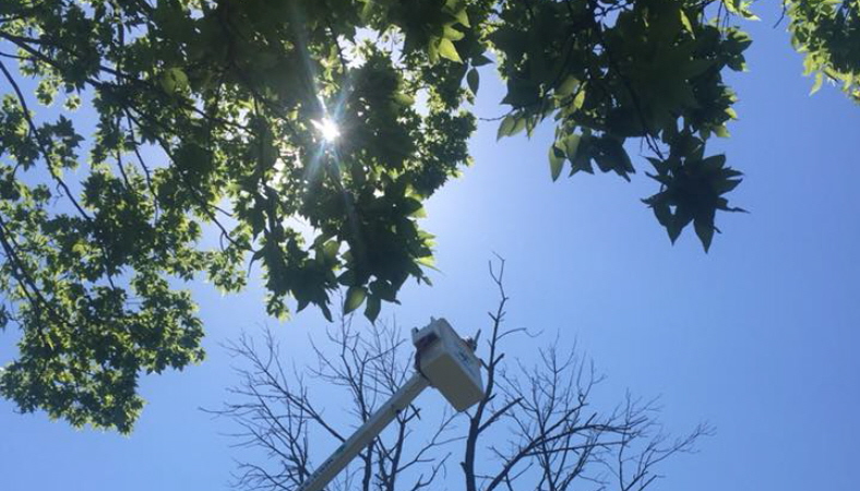 Beach’s Trees