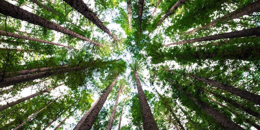 Clean Cut Tree Service