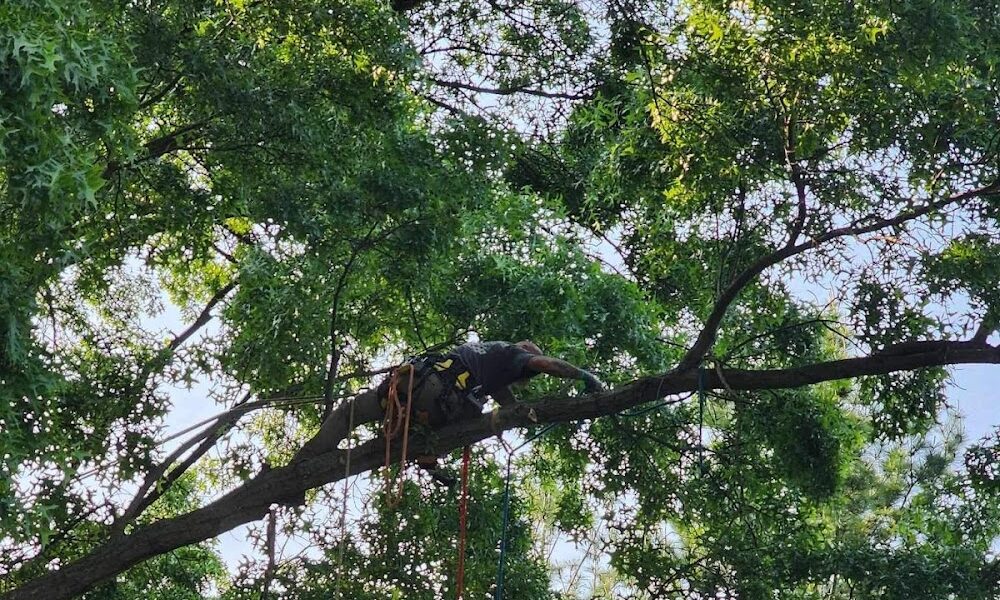 Clemens Tree Service