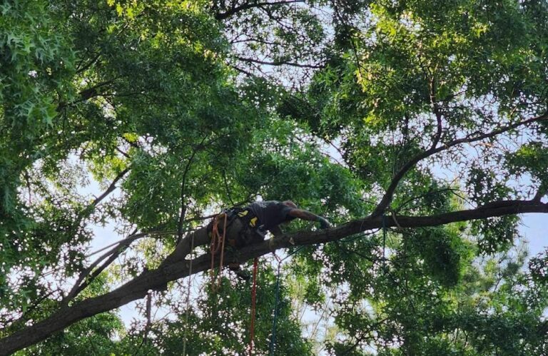 Clemens Tree Service