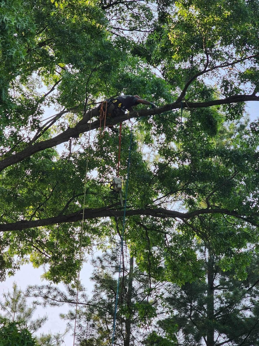 Clemens Tree Service