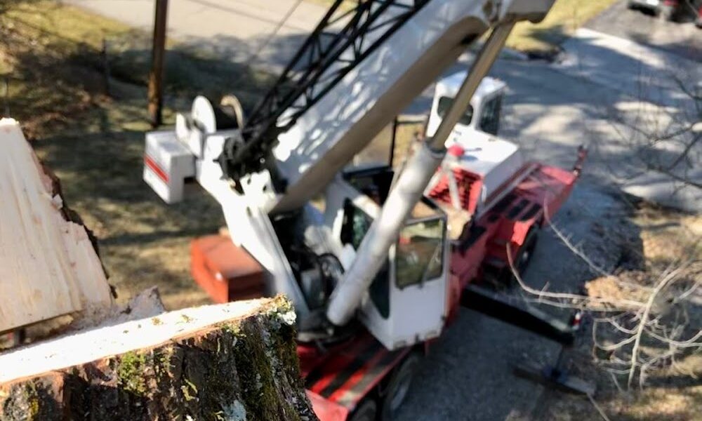 Florence Family Tree Care