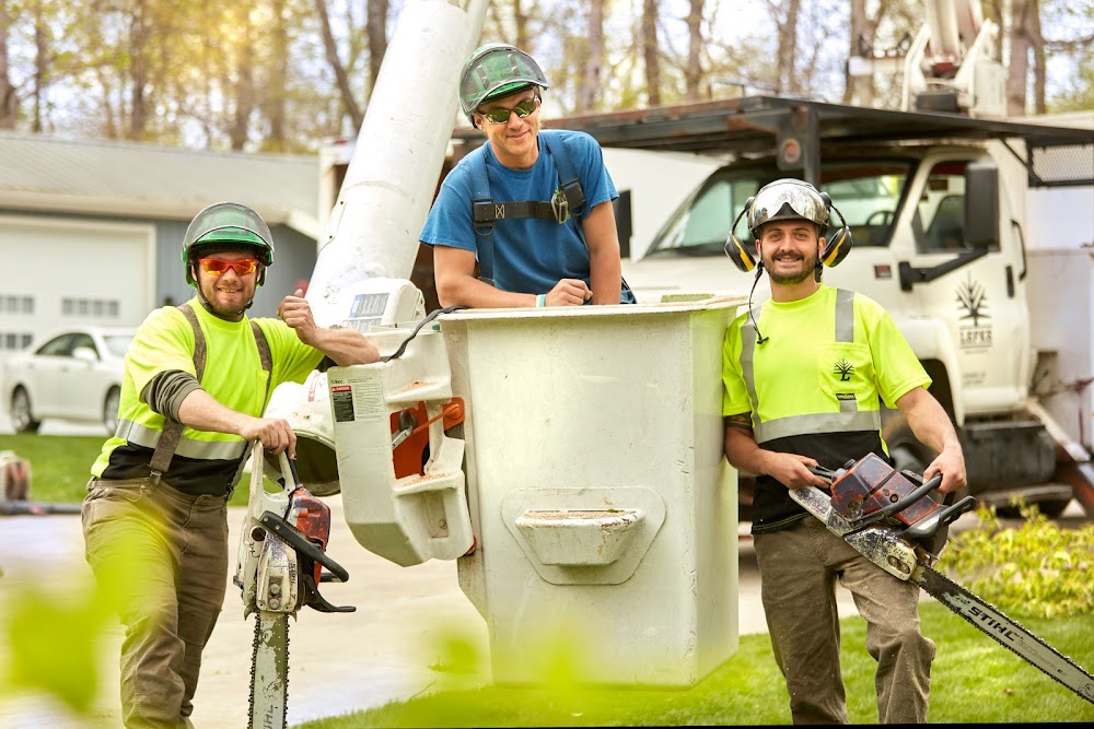 Lefke Tree Experts