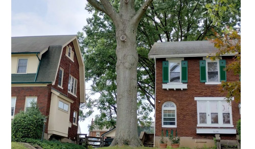 Maxwell’s Tree Service