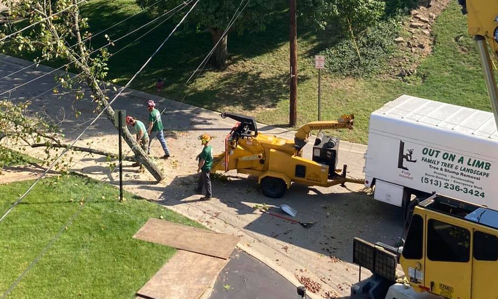 Out On A Limb Family Tree and Landscape