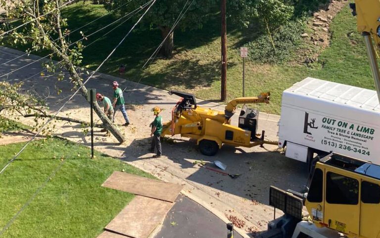 Out On A Limb Family Tree and Landscape