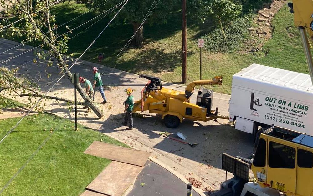 Out On A Limb Family Tree and Landscape