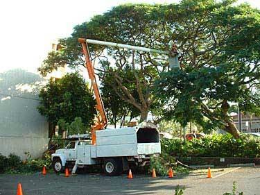 Rainey Tree Service