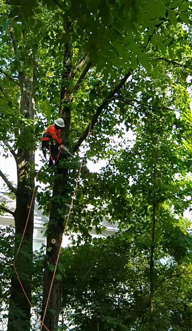 Rubio’s Tree Service