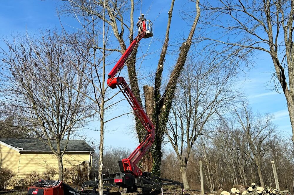 Tree Top Tree Trimming