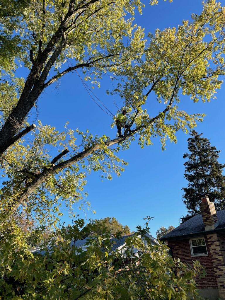 Trejo Tree Trimming and Removal