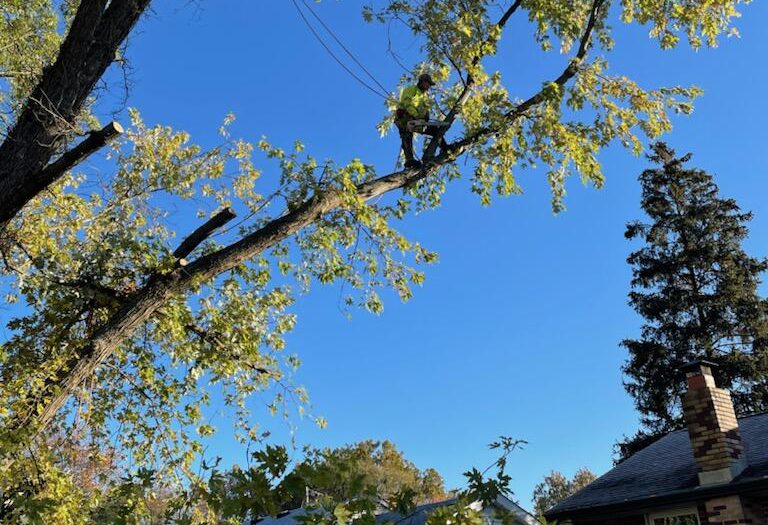 Trejo Tree Trimming and Removal