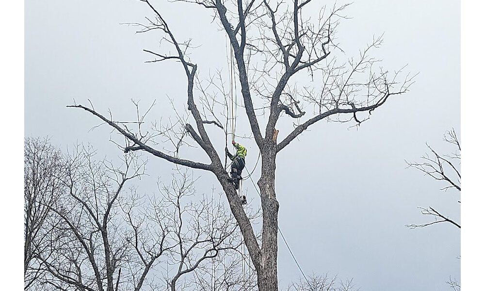 Wilson Tree Service