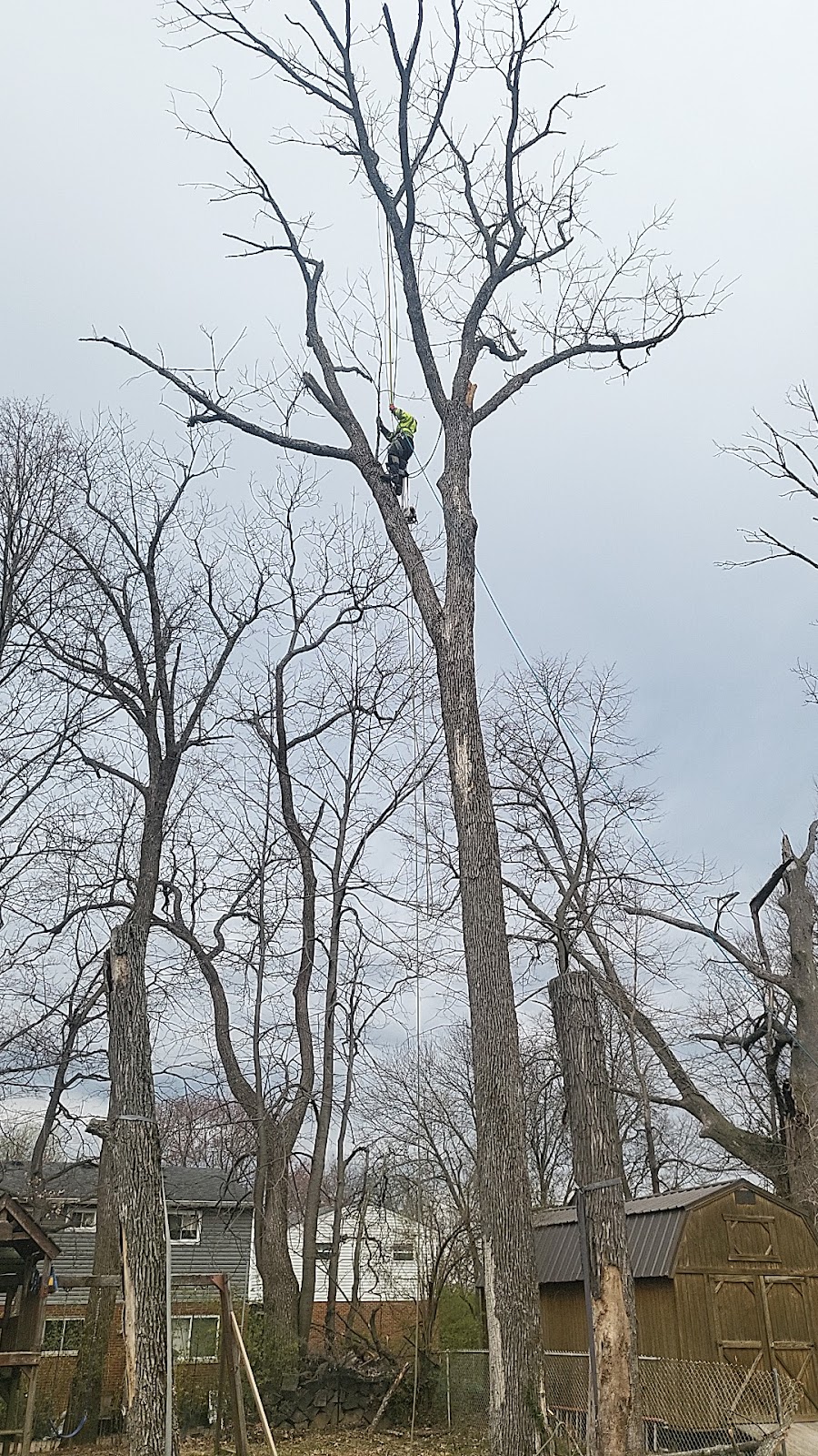 Wilson tree service