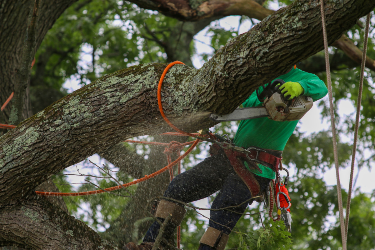 Tree Removal in Cincinnati Ohio