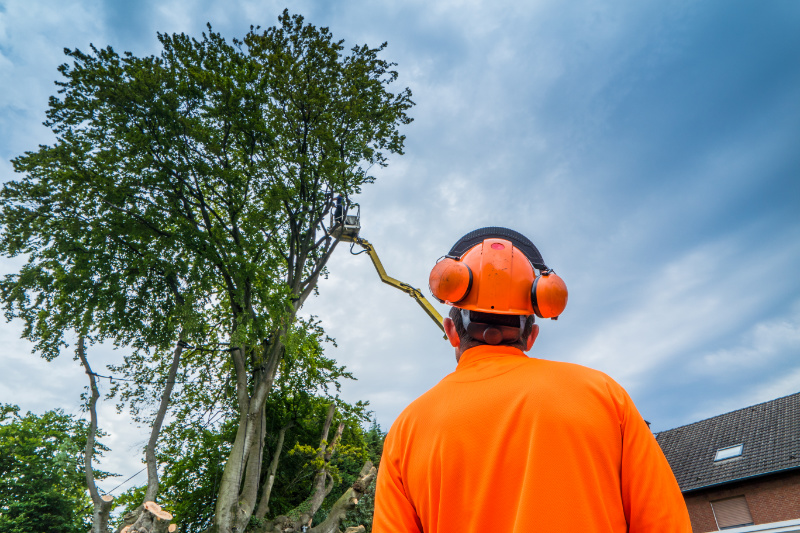 tree services in Cincinnati oh - tree felling