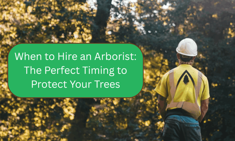 When to Hire an Arborist The Perfect Timing to Protect Your Trees