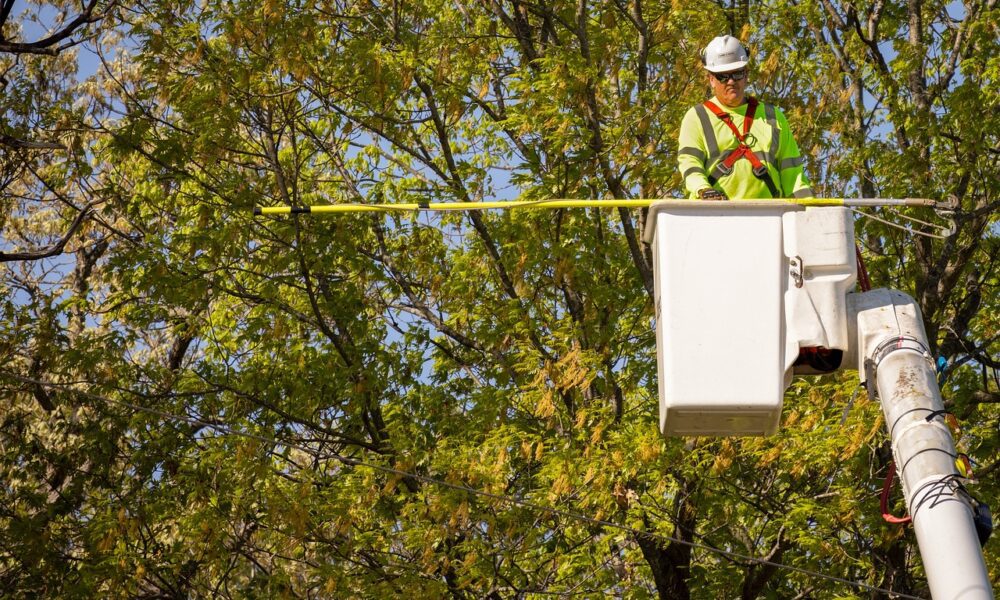 When-to-hire-an-arborist