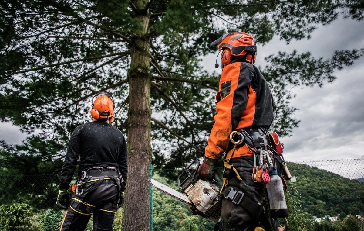certified arborist in cincinnati oh