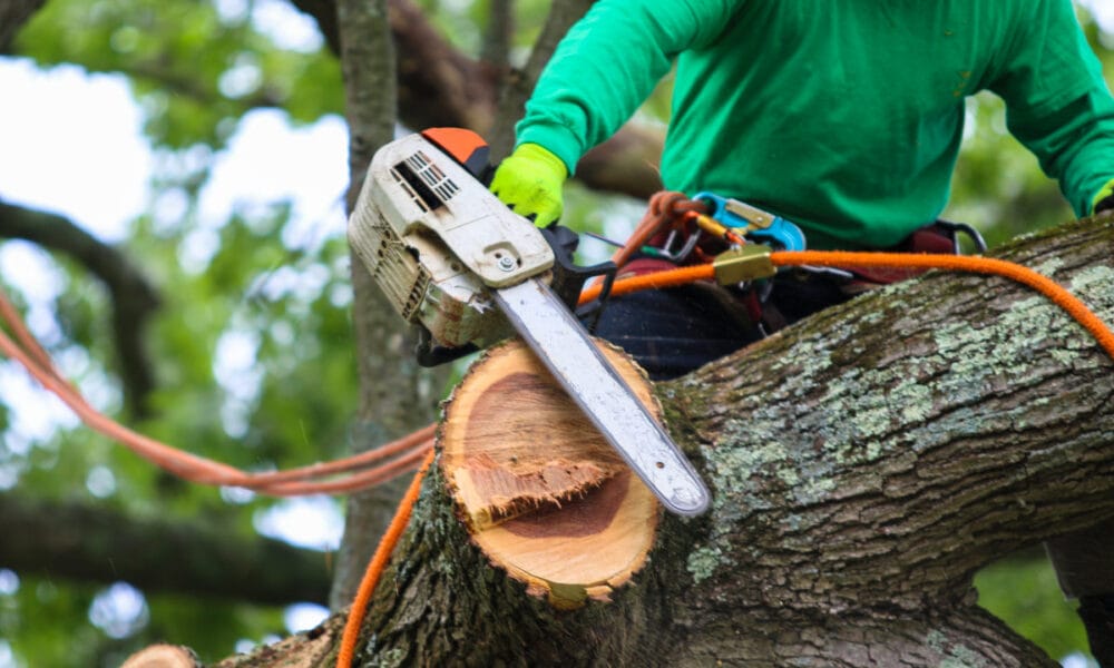 cost of tree removal in cincinnati
