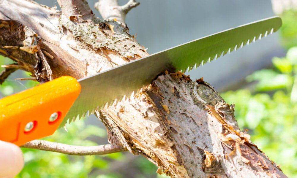 tree pruning cincinnati banner