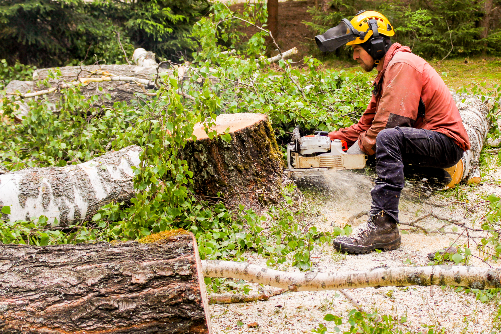 Press Release Arborist Cincinnati April 2025