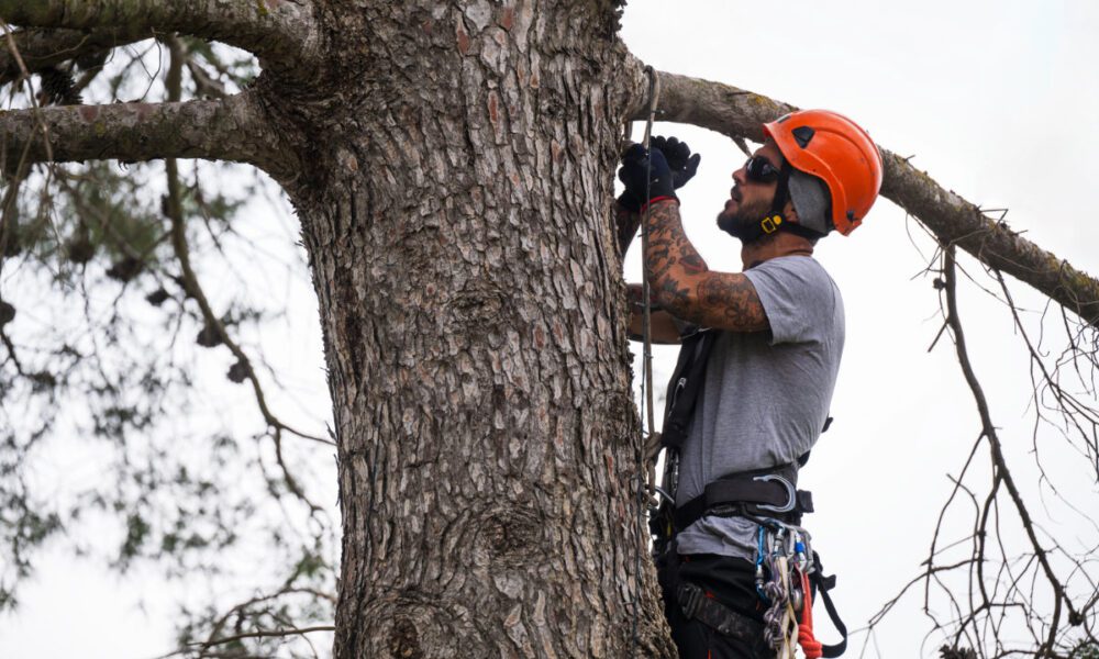 How-Much-Arborist-Cost