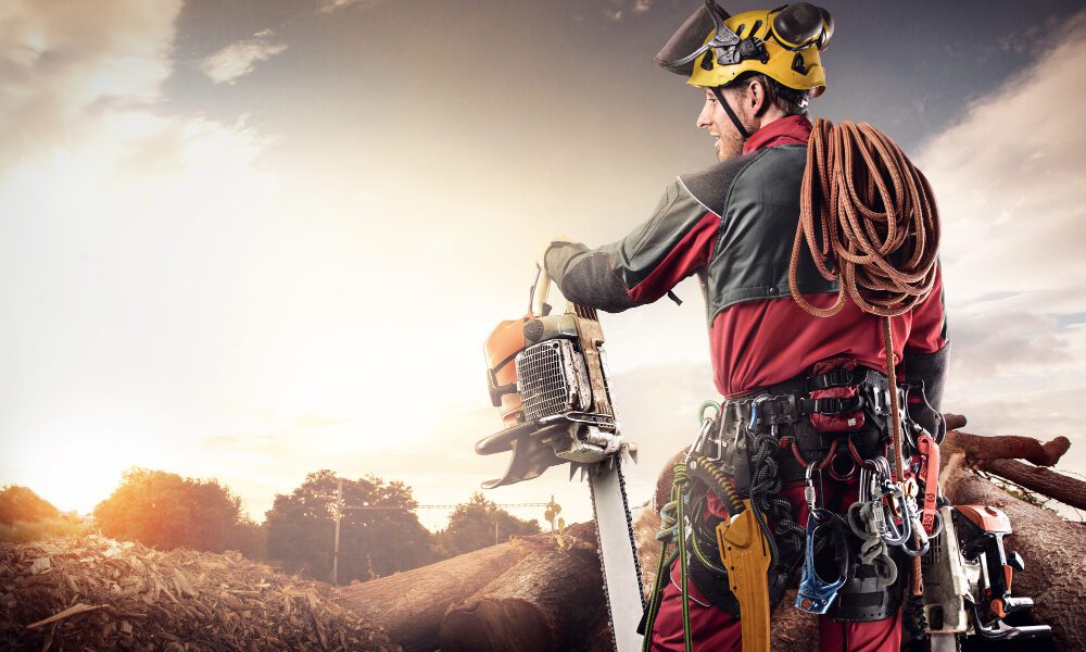 How Much Does an Arborist Charge to Trim Trees in Cincinnati