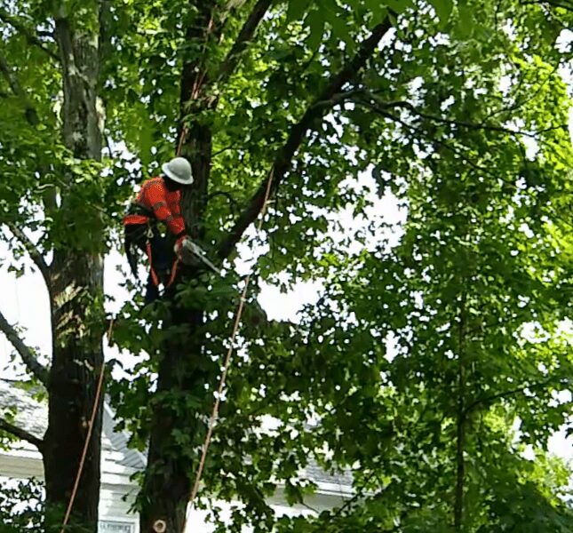 Rubio’s Tree Service