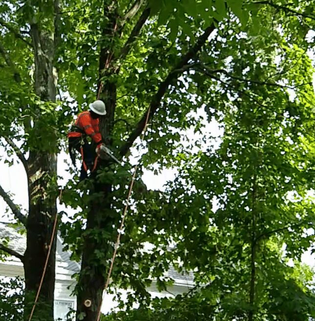 Rubio’s Tree Service
